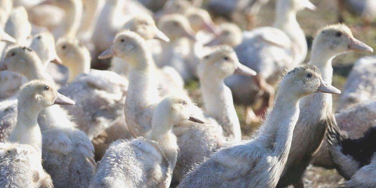 Bilim insanları bedende kuş gribine karşı tesirli bir savunma sistemi keşfetti