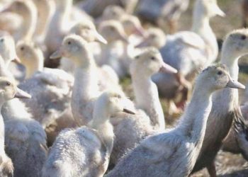 Bilim insanları bedende kuş gribine karşı tesirli bir savunma sistemi keşfetti