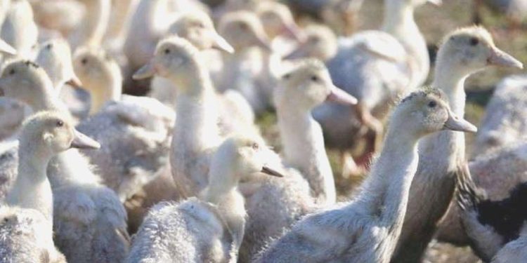 Bilim insanları bedende kuş gribine karşı tesirli bir savunma sistemi keşfetti