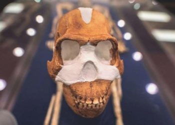 Birinci yamyamlığın 1.5 milyon yıl evvel gerçekleştiği keşfedildi