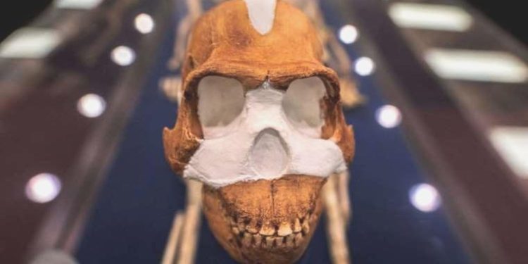 Birinci yamyamlığın 1.5 milyon yıl evvel gerçekleştiği keşfedildi