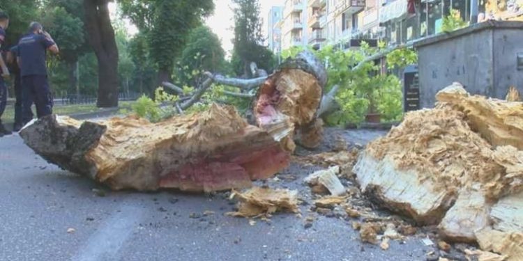 Bursa’da 200 yıllık çınar ağacı caddenin ortasına devrildi