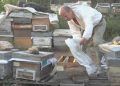 Bursa’da enteresan hırsızlık… Kovanları arılarla birlikte çaldılar