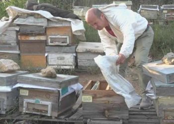 Bursa’da enteresan hırsızlık… Kovanları arılarla birlikte çaldılar