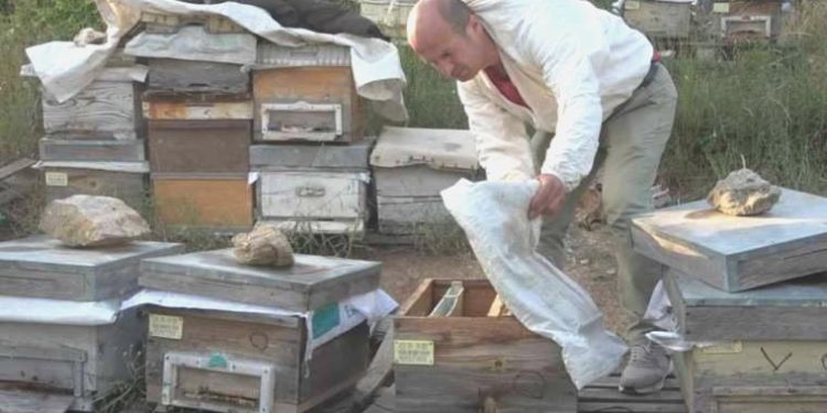 Bursa’da enteresan hırsızlık… Kovanları arılarla birlikte çaldılar