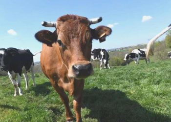 Çiftliğe yıldırım düşmesi sonucu 23 inek öldü