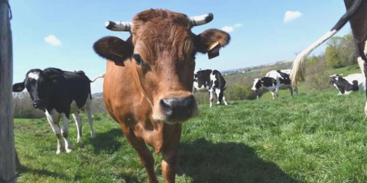 Çiftliğe yıldırım düşmesi sonucu 23 inek öldü