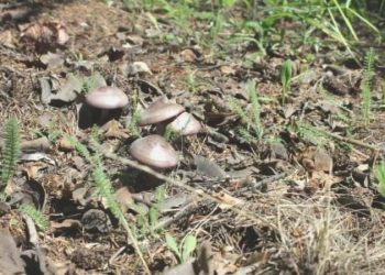 Çorum’da 36 kişi mantardan zehirlendi