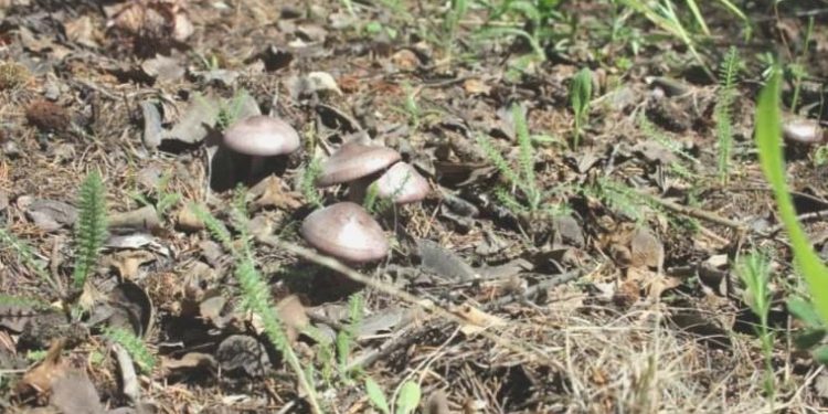 Çorum’da 36 kişi mantardan zehirlendi