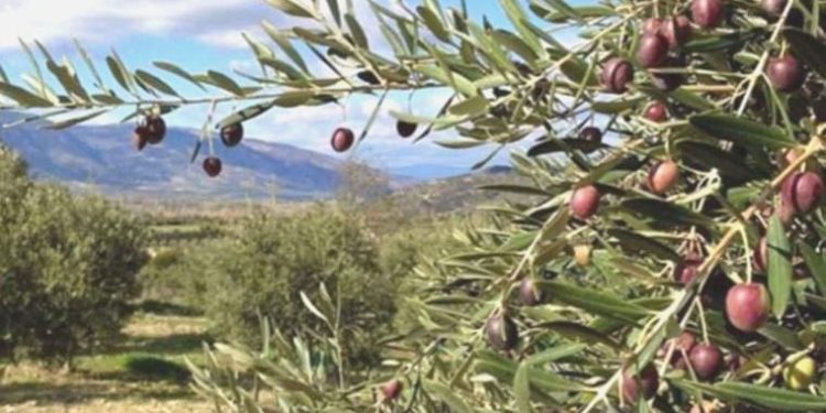 Danıştay’dan ‘zeytinlikler’ hakkında karar