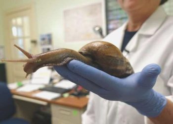 Dev salyangoz istilası endişesiyle bölge karantinaya alındı