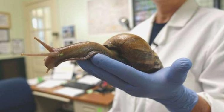 Dev salyangoz istilası endişesiyle bölge karantinaya alındı