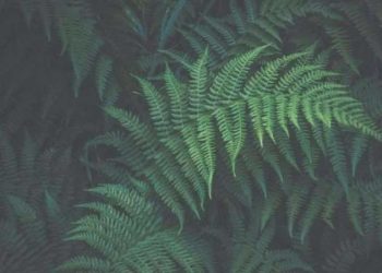 Dinozorlar çağına ilişkin bir küme eğrelti ağacı bulundu