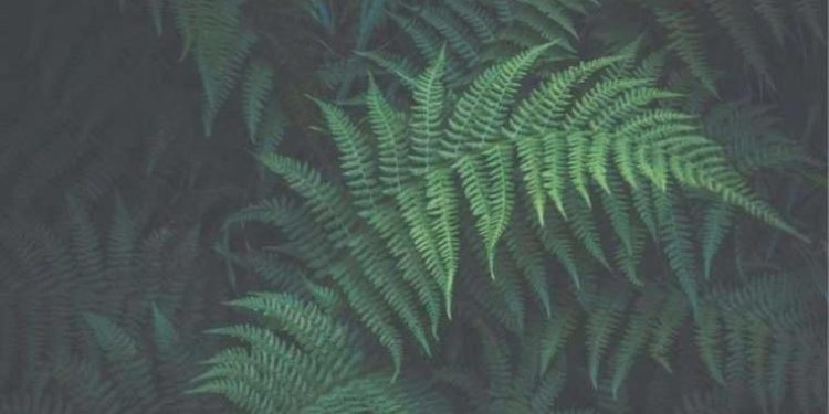 Dinozorlar çağına ilişkin bir küme eğrelti ağacı bulundu