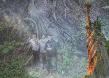 Dünyanın en derin kanyonunda Özgürlük Anıtı’ndan daha uzun bir ağaç keşfedildi