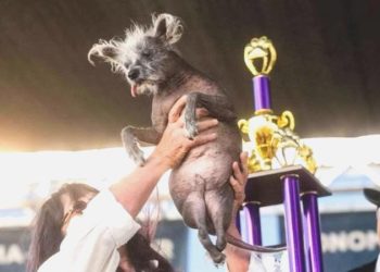 Dünyanın en yakışıksız köpeği seçildi