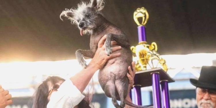 Dünyanın en yakışıksız köpeği seçildi