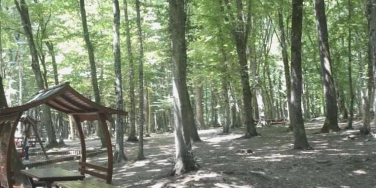 Edirne’de ormanlık alanlara girişler yasaklandı