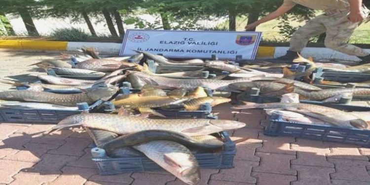 Elazığ’da birinci 6 ayda 10 ton kaçak balık ele geçirildi