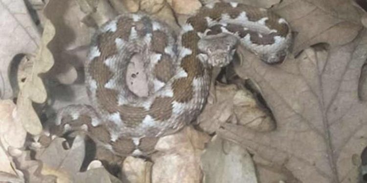 Emzirme odasında engerek yılanı paniği