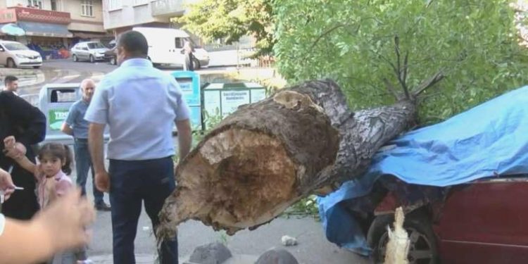 Faciadan dönüldü… Ceviz ağacı iki arabanın üzerine devrildi!
