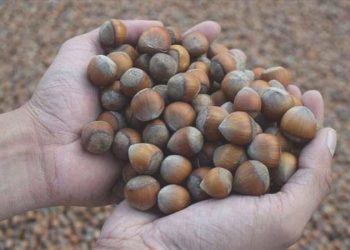 Fındık rekolte tespit çalışmaları başladı