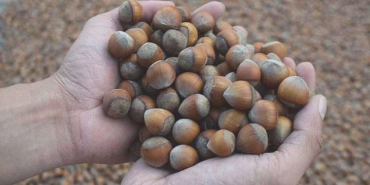 Fındık üreticileri taban fiyat beklentilerini açıkladı