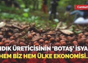 Fındık üreticilerinin BOTAŞ isyanı! “Hem biz hem ülke iktisadı ziyan görecek…”