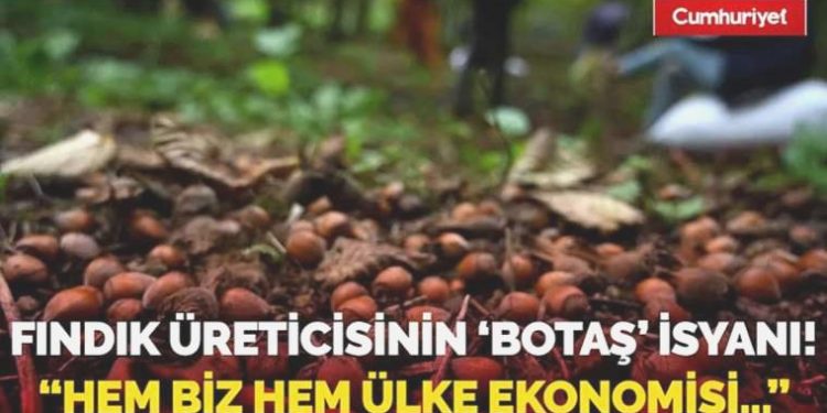 Fındık üreticilerinin BOTAŞ isyanı! “Hem biz hem ülke iktisadı ziyan görecek…”