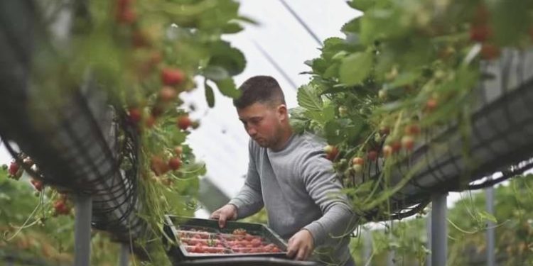 Göçmen personeller: “İngiltere’deki meyve bahçelerinde çalışmak kölelikle eşdeğer”