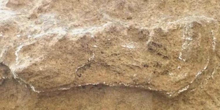 Güney Afrika’da bulundu: ‘Bilinen en eski ayak izi’ tarihi baştan yazacak…