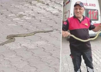 Hastane morgu önünde yılan paniği