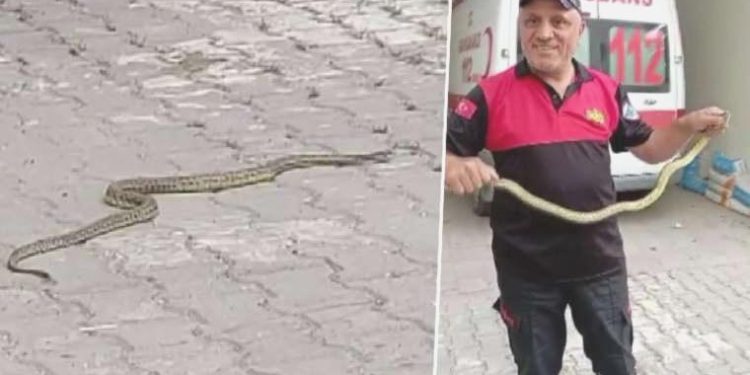 Hastane morgu önünde yılan paniği