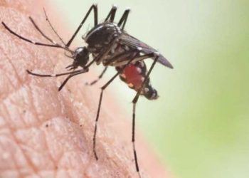 Hatay’da sıtma salgını tehlikesi