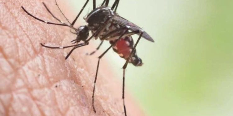 Hatay’da sıtma salgını tehlikesi