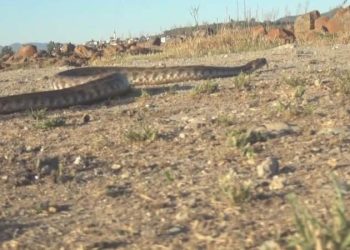 Havalar ısındı yılanlar ortaya çıktı, veterinerler uyardı: ‘Gıda kokusunu alan yılan meskene girer’