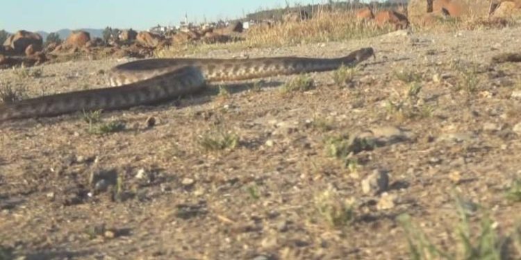 Havalar ısındı yılanlar ortaya çıktı, veterinerler uyardı: ‘Gıda kokusunu alan yılan meskene girer’