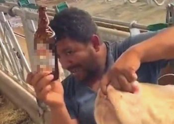 İneğe içki verdiği öne sürülen çiftlik çalışanı reaksiyon çekti; ‘Yanlış anlaşıldık’ dedi