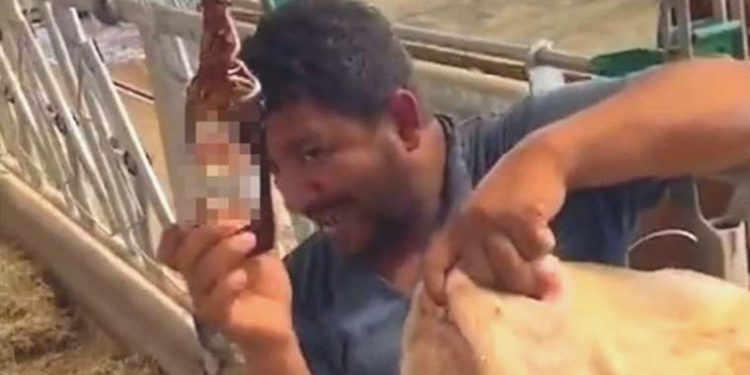 İneğe içki verdiği öne sürülen çiftlik çalışanı reaksiyon çekti; ‘Yanlış anlaşıldık’ dedi