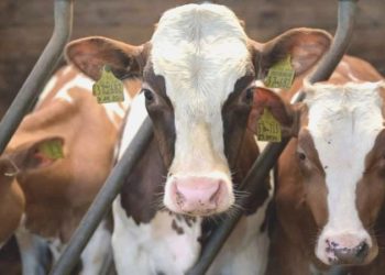 İngiliz üniversite, sömürge hırsızlığının telafisi olarak inek verdi