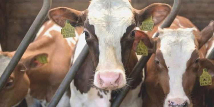 İngiliz üniversite, sömürge hırsızlığının telafisi olarak inek verdi