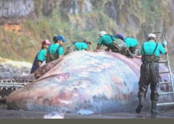 İspanya’da meyyit balinanın bağırsağından 500 bin Euro’luk akamber çıktı