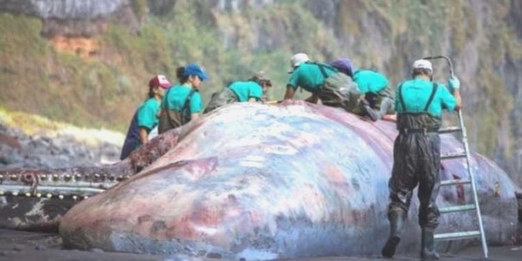 İspanya’da meyyit balinanın bağırsağından 500 bin Euro’luk akamber çıktı