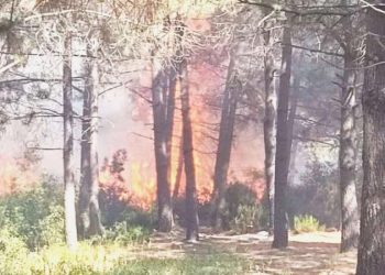 İstanbul Sultangazi’de orman yangını! Gruplar seferber oldu
