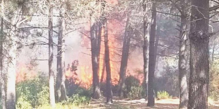 İstanbul Sultangazi’de orman yangını! Gruplar seferber oldu