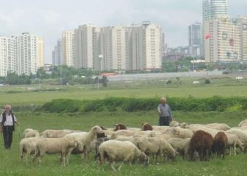 İstanbul’da yüksek katlı binaların ortasında ‘yayla’: Hayvanlarını otlatıyor