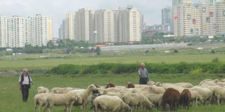 İstanbul’da yüksek katlı binaların ortasında ‘yayla’: Hayvanlarını otlatıyor
