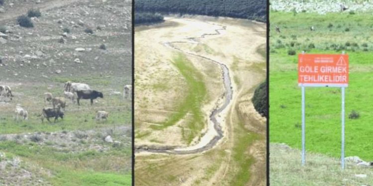 İstanbul’un barajları alarm veriyor! Kurudu; otlarla kaplanıp, yeşile büründü