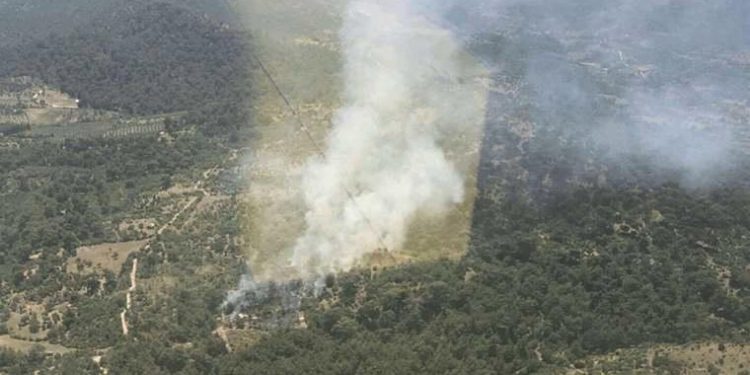 İzmir Bergama’da orman yangını!