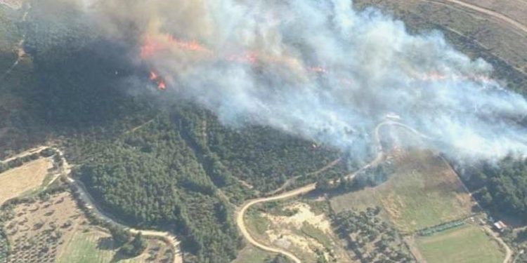 İzmir Menemen’de orman yangını! Havadan ve karadan müdahale başladı